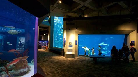 SC Aquarium.jpg 2