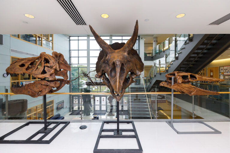 Mace Brown 20201006 Dinosaurs HM 034 1024x682 1 768x512